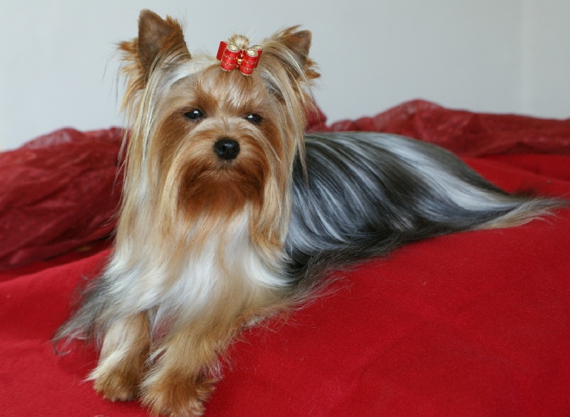 Divine lady De noblys