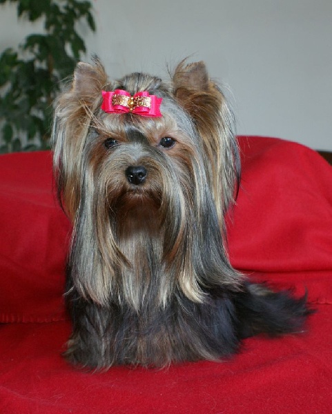 G.wendy blues De noblys